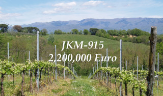 DO NOT MISS THE CHANCE. BUY VINEYARDS IN ITALY NOW