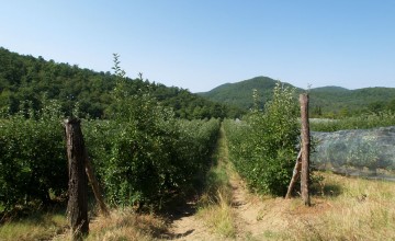Aziende agricole e vitivinicole - JKM-1059